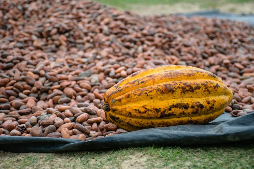 cocoa bean roasting machine
